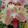 Орхидея Phalaenopsis Miki Tipsy (еще не цвел)