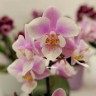 Орхидея Phal. Jiaoho's Pink Girl, mini (отцвел)