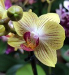 Орхидея Phalaenopsis Gold Baby, multiflora (отцвел)