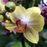 Орхидея Phalaenopsis Gold Baby, multiflora 