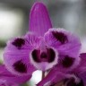 Орхидея Dendrobium parishii 'Six Eyes' x sib (еще не цвёл)  