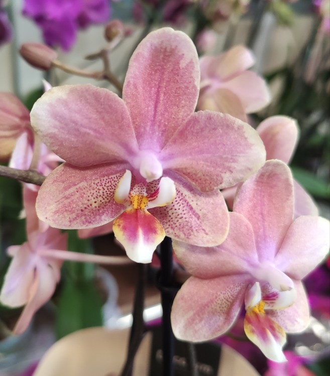Орхидея Phal. Perfumе Odorion mutation, multiflora 