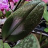 Орхидея Phal. Perfumе Odorion mutation, multiflora 
