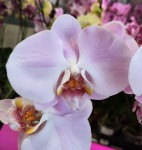 Орхидея Phalaenopsis (отцвёл, УЦЕНКА)