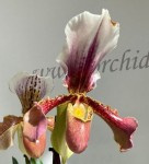 Орхидея Paphiopedilum hybrid (отцвел)       