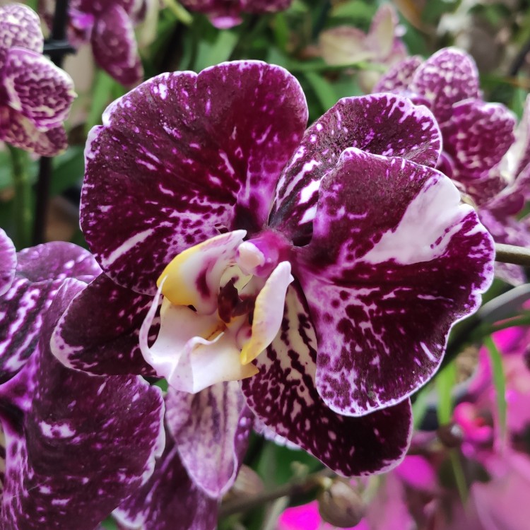 Орхидея Phalaenopsis Art Nouveau mutation  