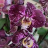 Орхидея Phalaenopsis Art Nouveau mutation  