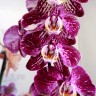 Орхидея Phal. Art Nouveau mutation (отцвел)