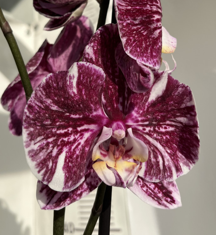 Орхидея Phalaenopsis Art Nouveau mutation 