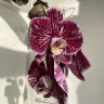 Орхидея Phalaenopsis Art Nouveau mutation 