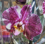 Орхидея Phalaenopsis Art Nouveau mutation 