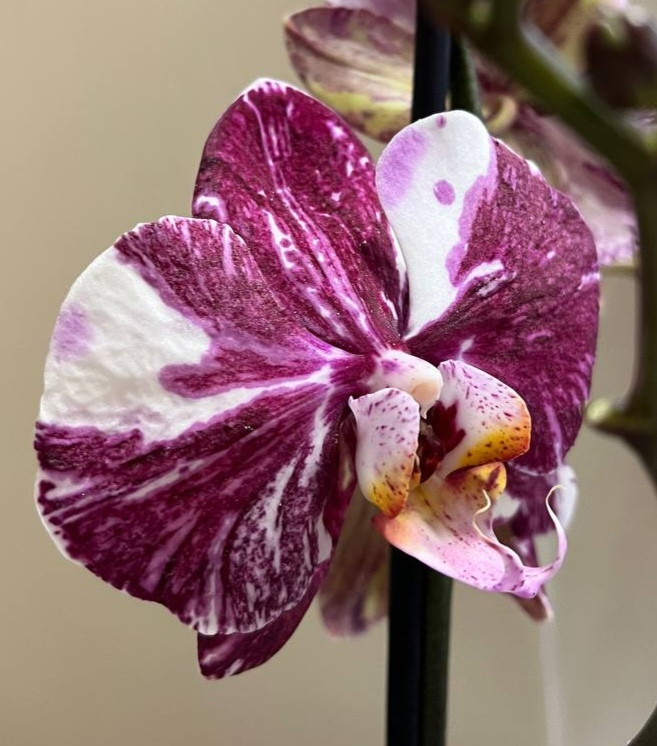 Орхидея Phalaenopsis Art Nouveau mutation 