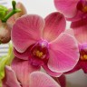 Орхидея Phalaenopsis Narbonne (отцвел, РЕАНИМАШКА) 
