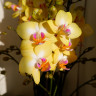 Орхидея Phalaenopsis Sweet Girl, midi (отцвел, РЕАНИМАШКА)