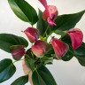 Anthurium Princess Amalia Purple  