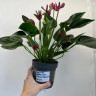 Anthurium Princess Amalia Purple  