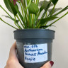 Anthurium Princess Amalia Purple  
