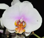 Орхидея Phalaenopsis Hague 