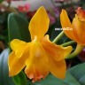 Орхидея Cattleya (отцвела)