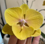 Орхидея Phalaenopsis Pocahontas, Big Lip (отцвел)