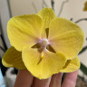 Орхидея Phalaenopsis Pocahontas, Big Lip (отцвел)