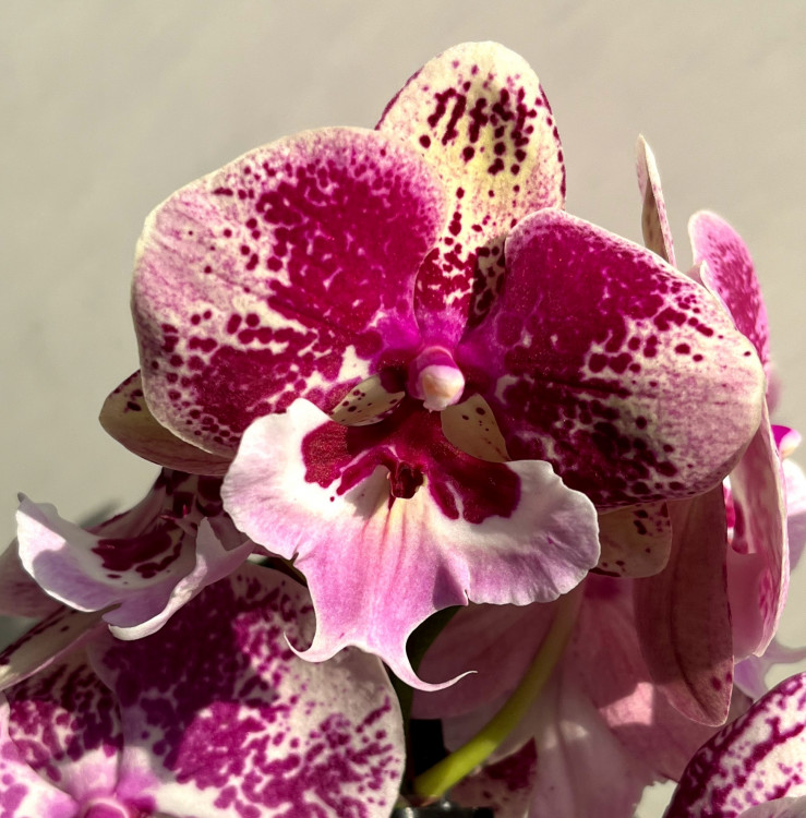 Орхидея Phalaenopsis Big Lip