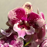 Орхидея Phalaenopsis Big Lip