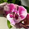 Орхидея Phalaenopsis Big Lip
