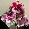 Орхидея Phalaenopsis Big Lip