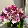 Орхидея Phalaenopsis Big Lip
