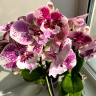 Орхидея Phalaenopsis Big Lip