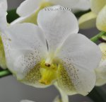 Орхидея Vanda (ещё не цвела)