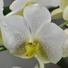 Орхидея Vanda (ещё не цвела)
