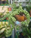 Дисхидия Nummularia Bubbles, в ракушке на подвесе 