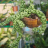 Дисхидия Nummularia Bubbles, в ракушке на подвесе 