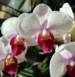 Орхидея Phalaenopsis Red Lip, multiflora (отцвел)