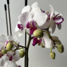 Орхидея Phalaenopsis Red Lip, multiflora (отцвел)