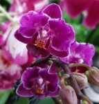 Орхидея Phalaenopsis Purple Princess, multiflora (отцвёл)