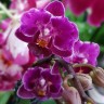 Орхидея Phalaenopsis Purple Princess, multiflora (отцвёл)