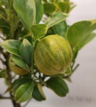 Citrus variegated (цитрус вариегатный)