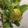 Citrus variegated (цитрус вариегатный)