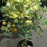 Citrus variegated (цитрус вариегатный)