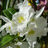Орхидея Dendrobium Spring Dream Apollon (отцвёл, деленка)