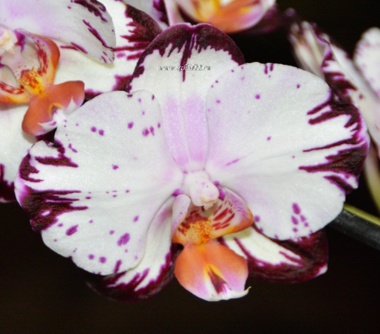 Орхидея Phalaenopsis Legenda 