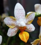 Орхидея Phalaenopsis Mini Mark  'Sunsplash'