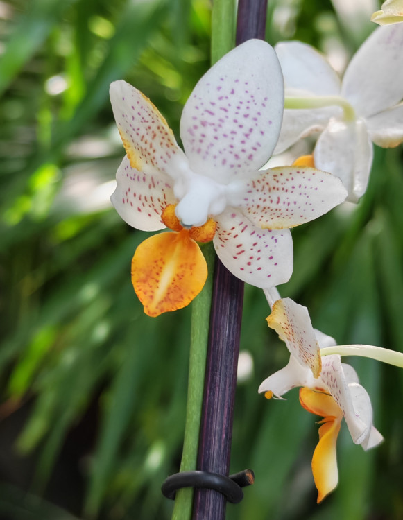 Орхидея Phalaenopsis Mini Mark  'Sunsplash' (отцвел)