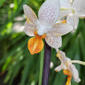 Орхидея Phalaenopsis Mini Mark  'Sunsplash' (отцвел)