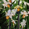 Орхидея Phalaenopsis Mini Mark  'Sunsplash' (отцвел)