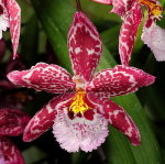 Орхидея Vuylstekeara Yokara Perfection x Oncidium leucochilum (отцвела)