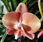 Орхидея Phalaenopsis Cobrion (отцвёл)